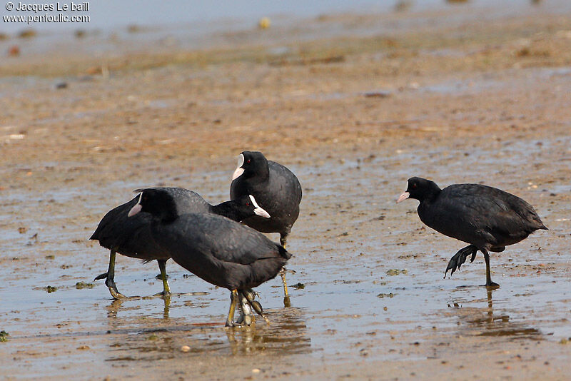 Eurasian Coot