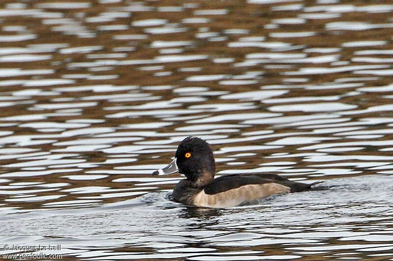 Ring-necked Duck