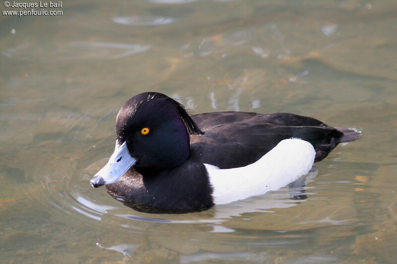 Tufted Duck