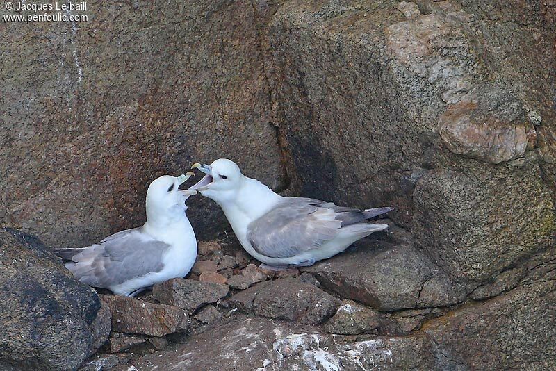 Fulmar boréal