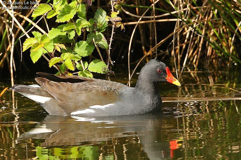 Gallinule poule-d'eau