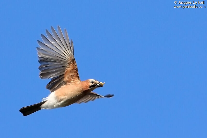 Eurasian Jay