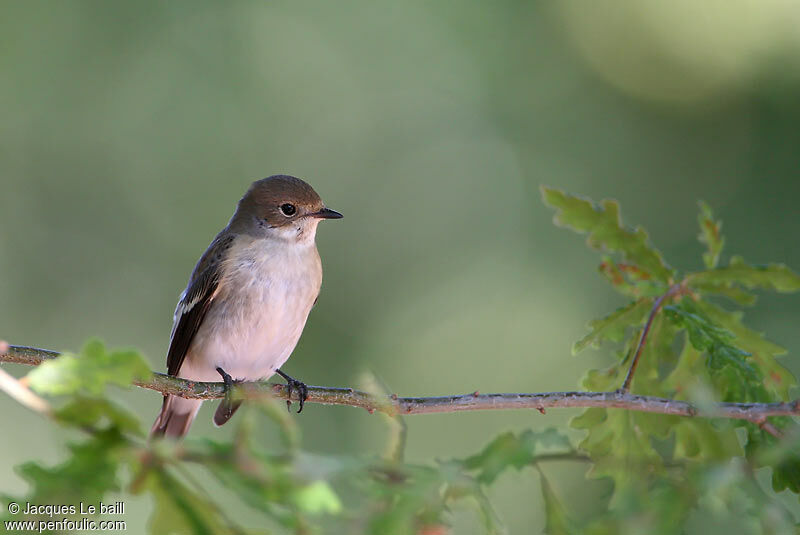 European Pied Flycatcherjuvenile