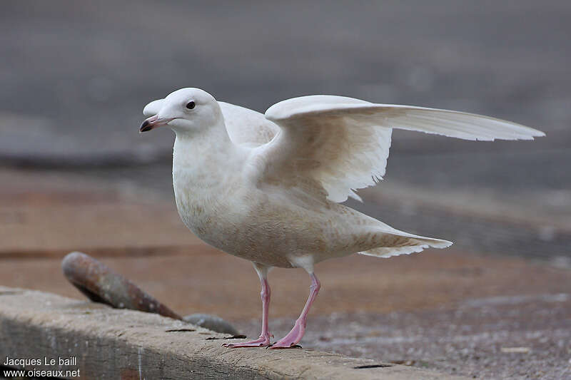 Iceland GullThird  year, identification