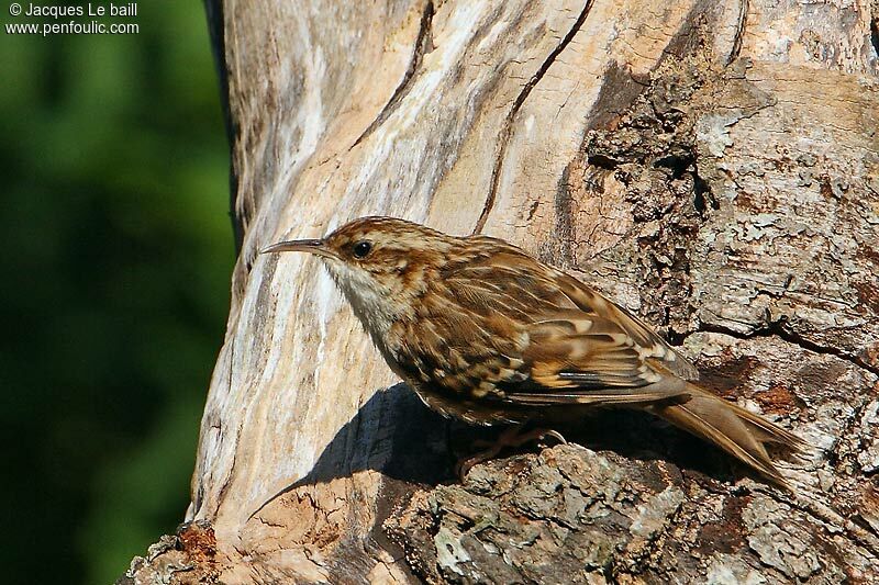 Short-toed Treecreeper