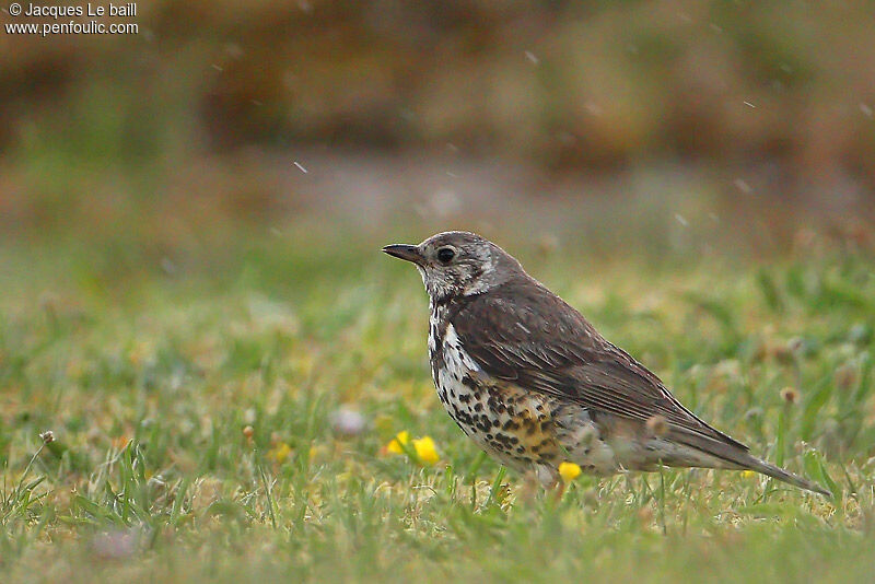 Mistle Thrush