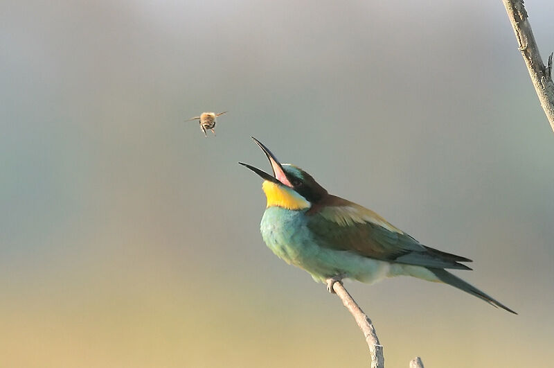 European Bee-eater