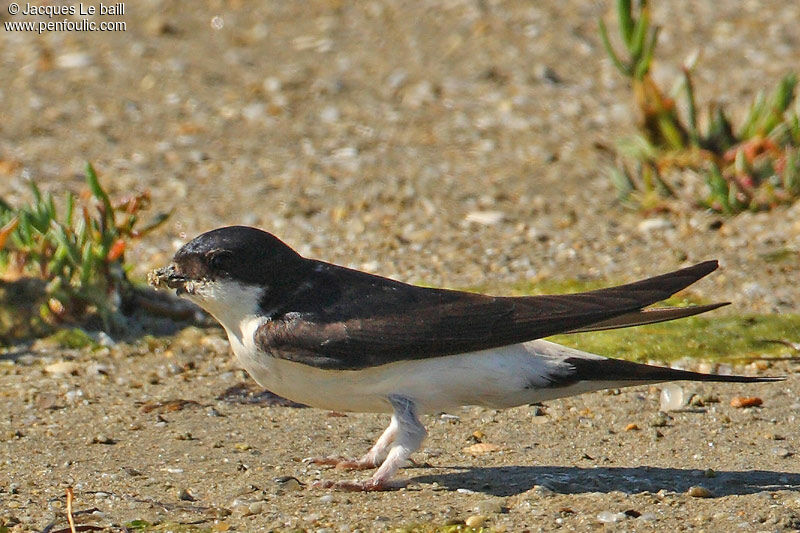 Western House Martin