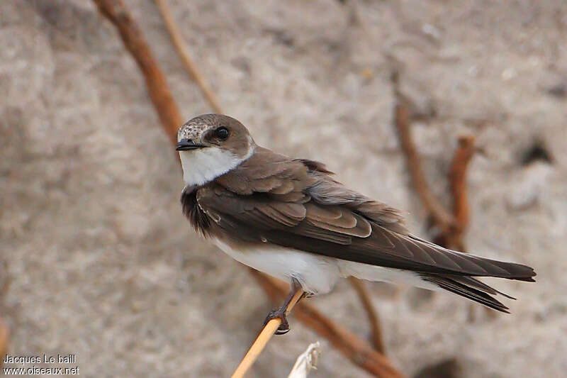 Sand Martinadult, identification