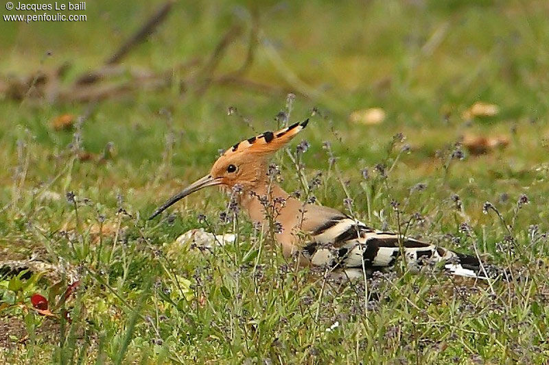 Eurasian Hoopoe