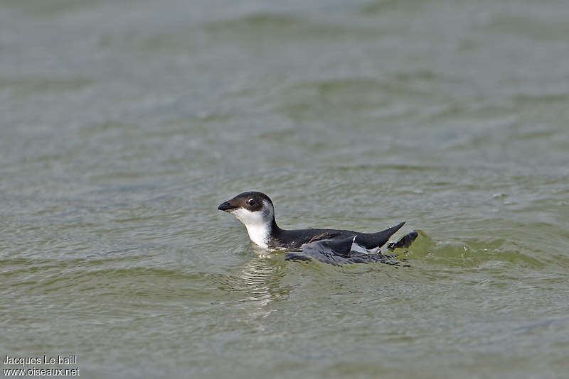 Little Aukadult post breeding, identification