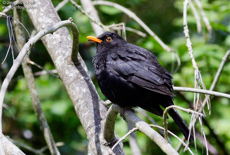 Common Blackbird male