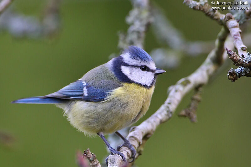 Eurasian Blue Tit