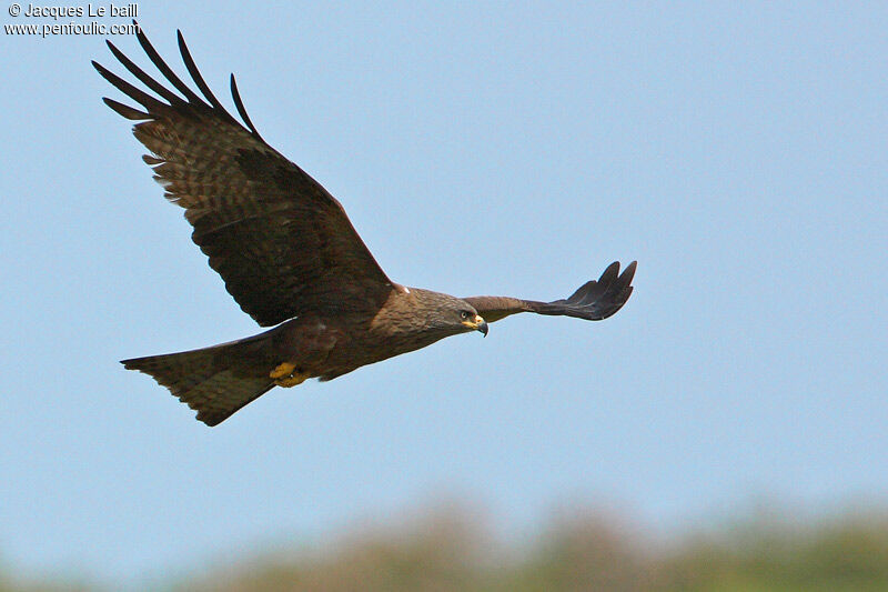 Black Kite