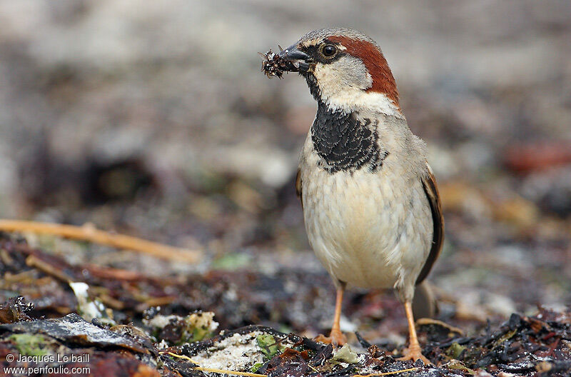 House Sparrow male