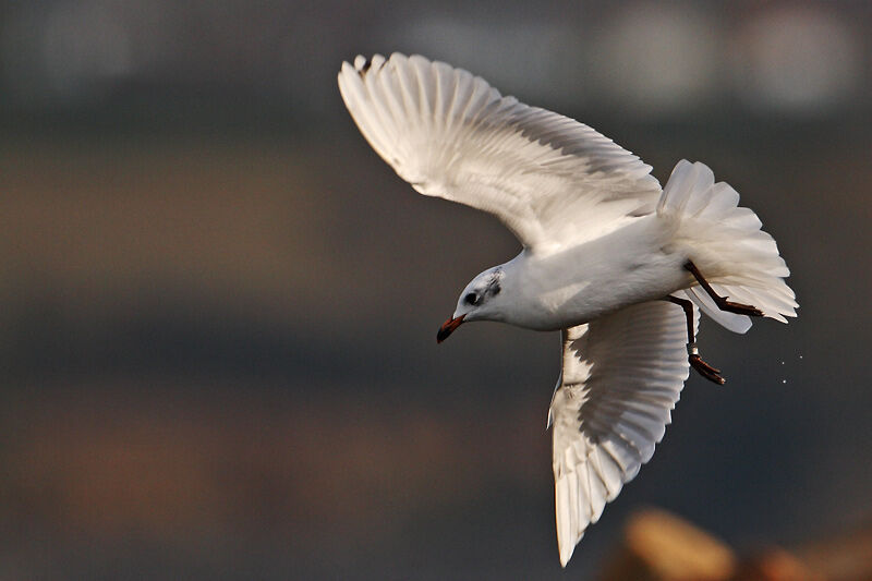 Mouette mélanocéphaleadulte internuptial