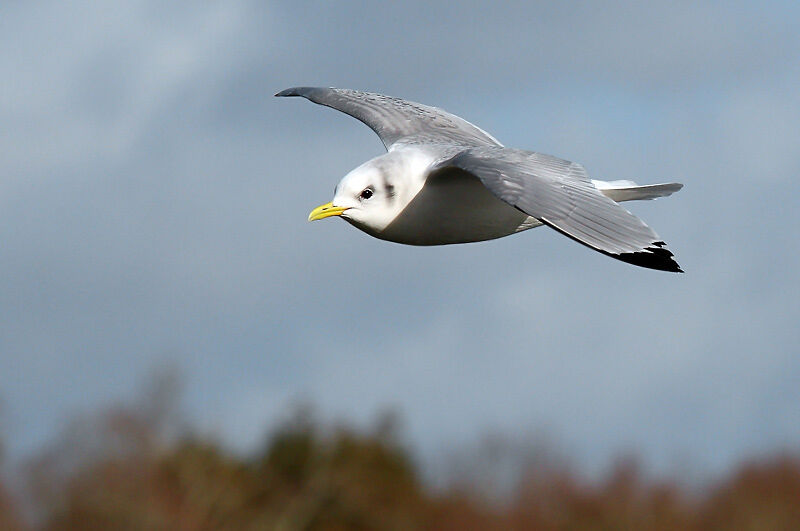 Mouette tridactyleadulte internuptial, Vol