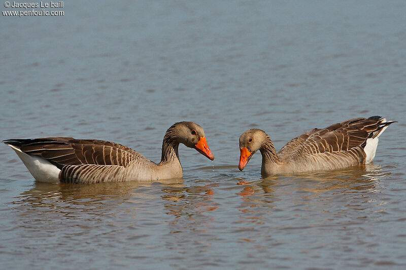 Greylag Goose