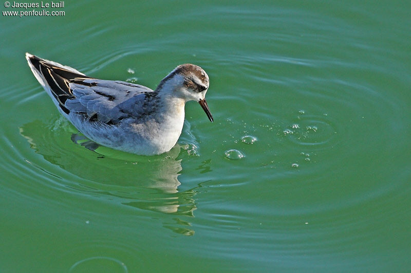 Red Phalarope