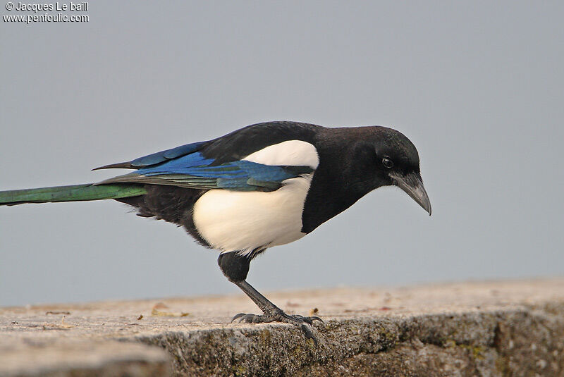 Eurasian Magpie, identification