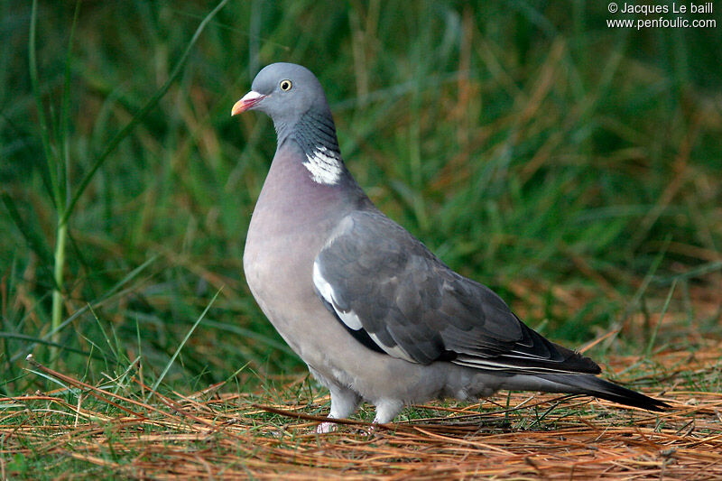 Common Wood Pigeon, identification