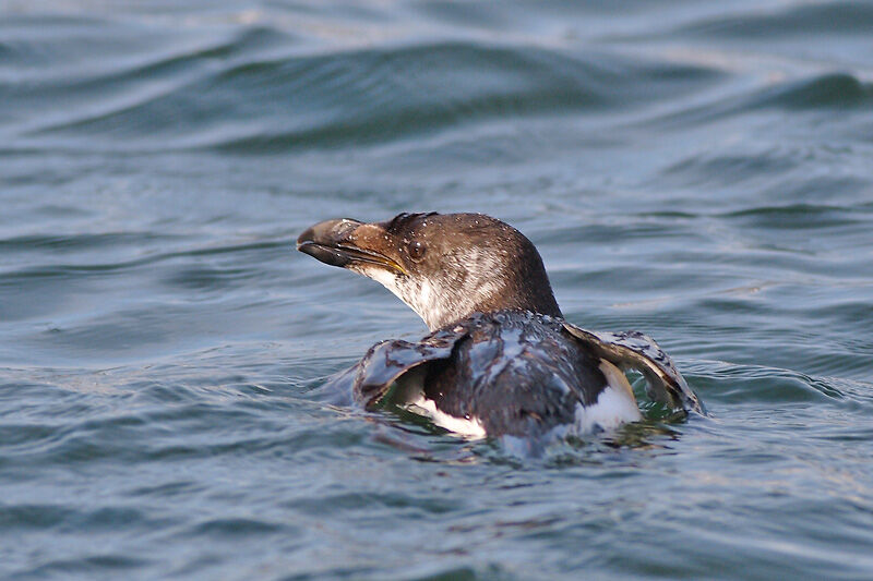 Razorbill