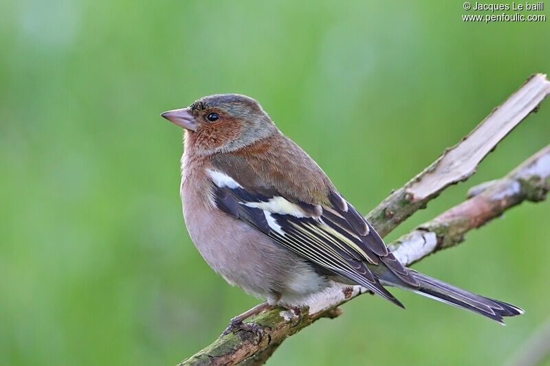 Eurasian Chaffinch male