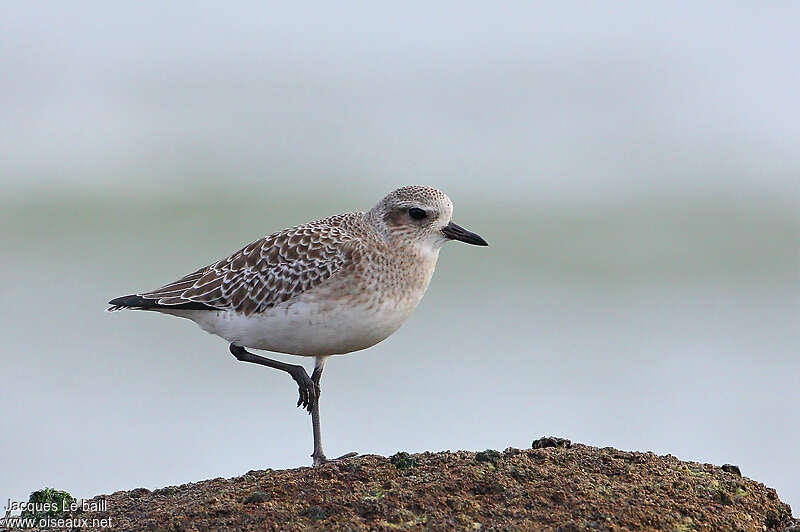 Grey Plover