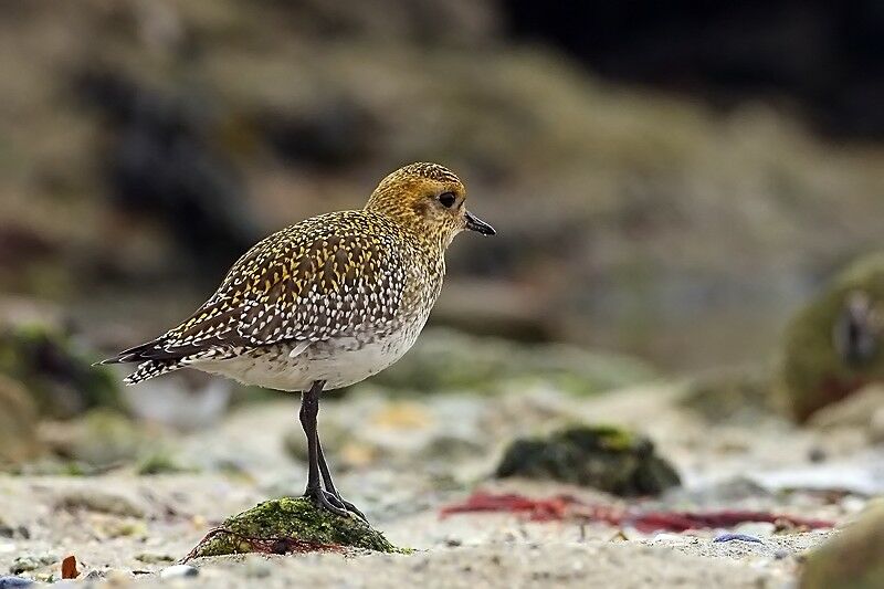 European Golden Plover