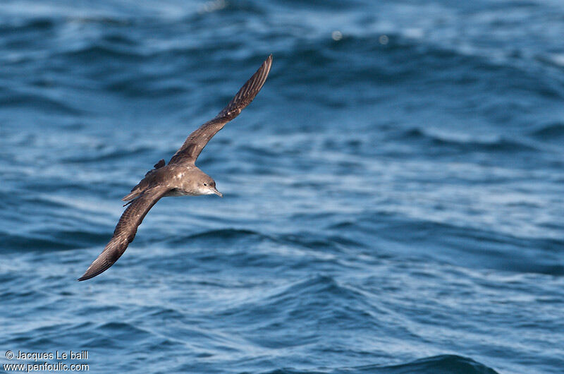 Balearic Shearwater