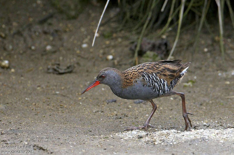 Râle d'eauadulte nuptial, identification