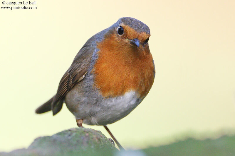 European Robin