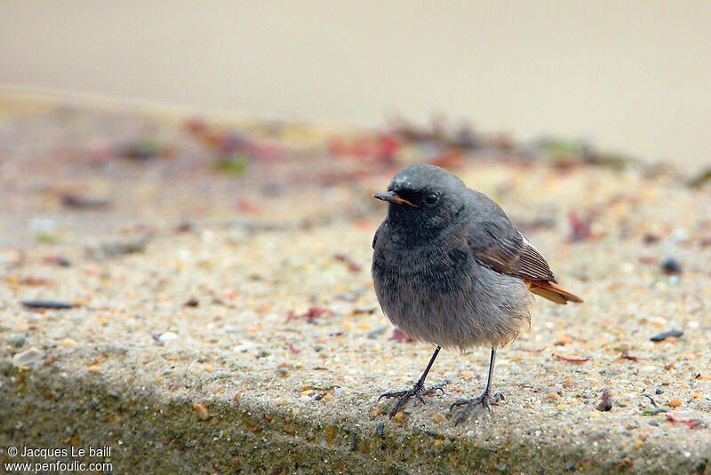 Black Redstart male