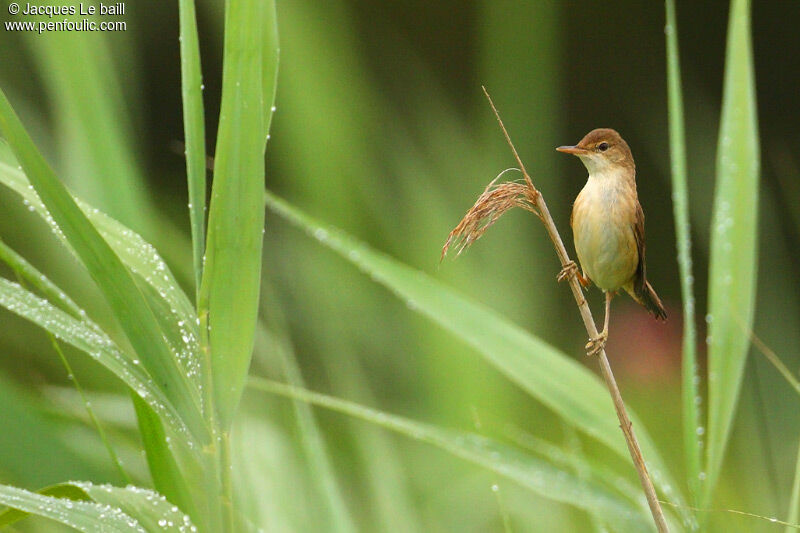 Common Reed Warbler