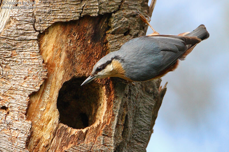 Eurasian Nuthatch