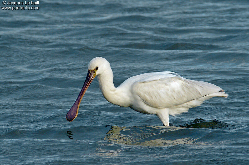 Eurasian Spoonbill