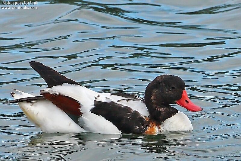 Common Shelduck