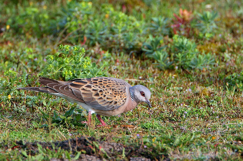 European Turtle Dove, identification