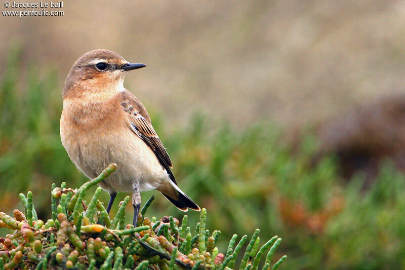 Traquet motteux, identification