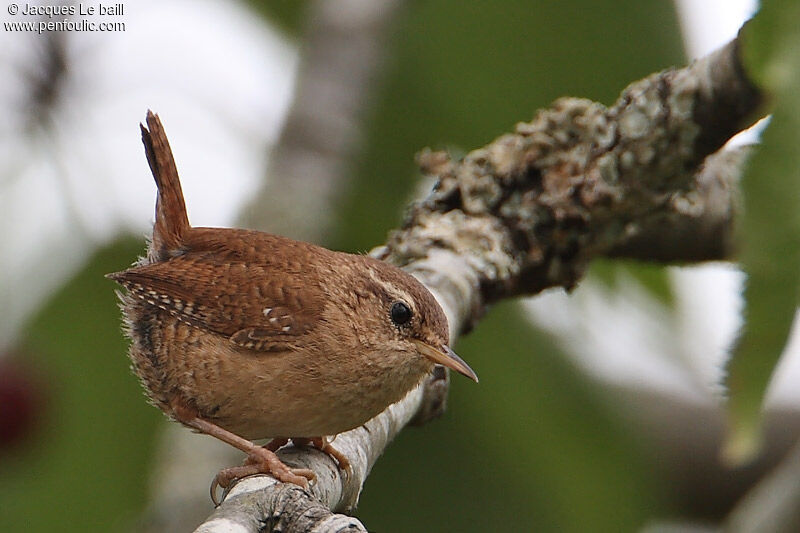 Eurasian Wren