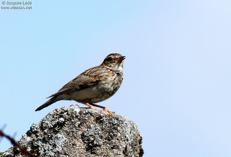 Woodlark