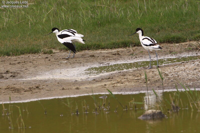 Pied Avocet