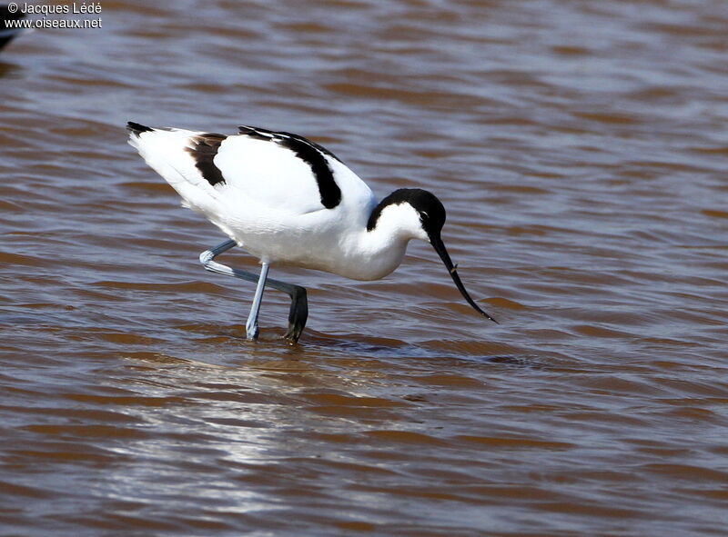 Pied Avocet