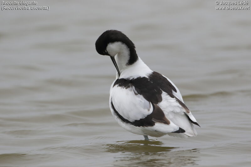 Pied Avocet