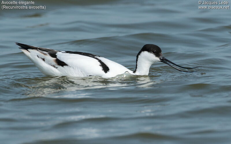 Pied Avocet