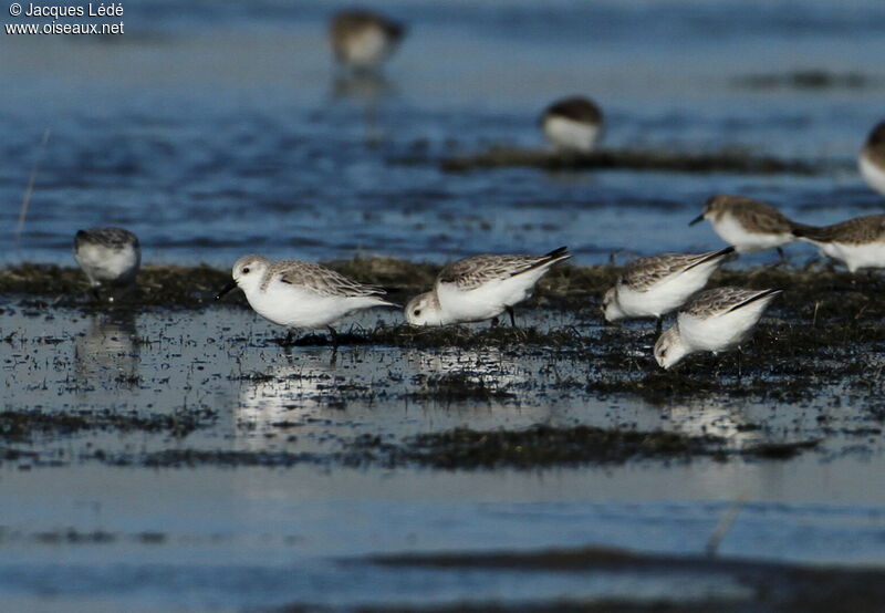 Bécasseau sanderling