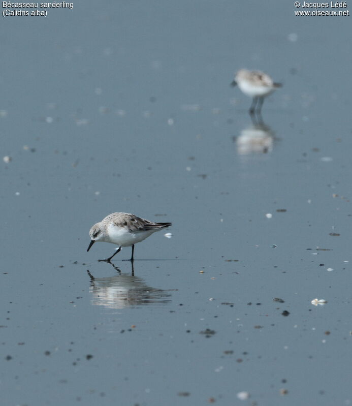 Sanderling