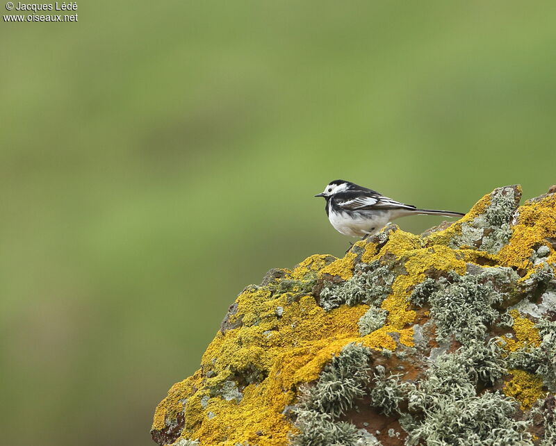 White Wagtail (yarrellii)