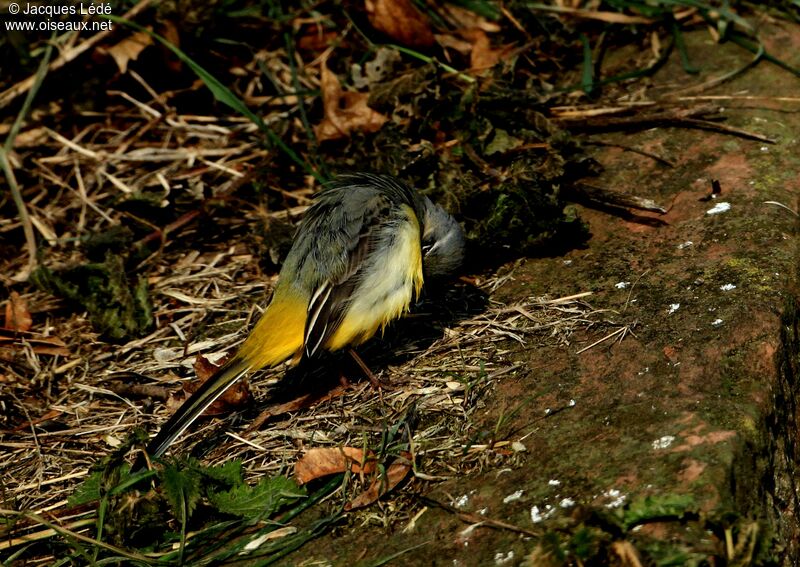 Grey Wagtail