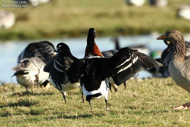 Red-breasted Goose